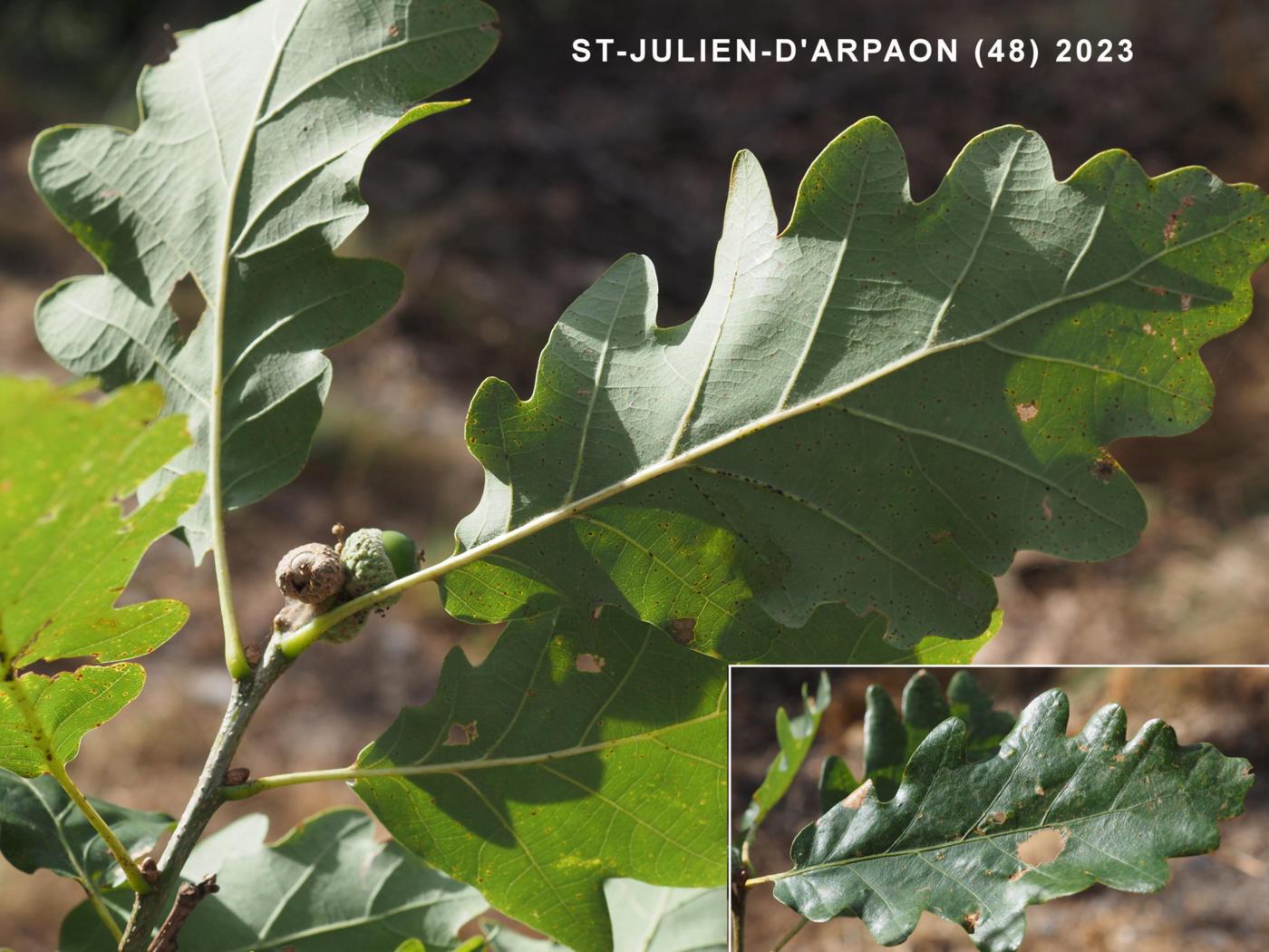 Oak, Sessile fruit